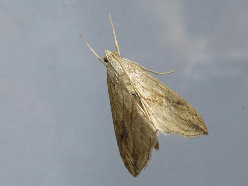 Réf. 188 497 : Evergestis forficalis